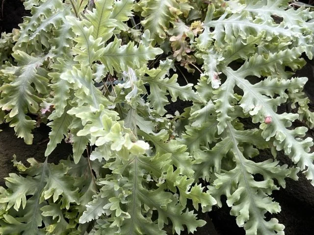 フレボディウム葉