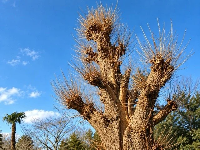 強剪定