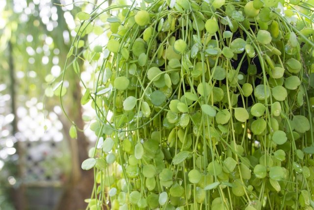 ディスキディア