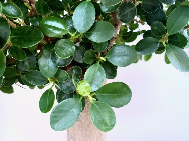 パンダガジュマル