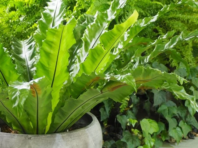 オオタニワタリ鉢植え