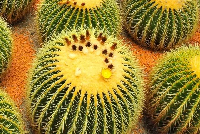 キンシャチ花
