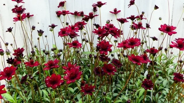 チョコレートコスモス