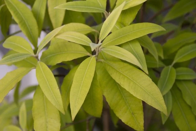 レモンマートル