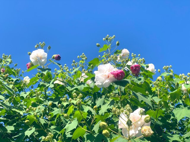 フヨウ花