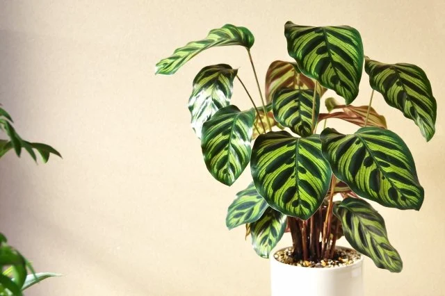 カラテア・マコヤナ