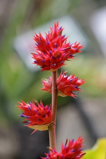 ホヘンベルギア