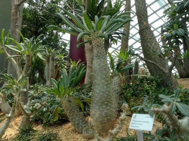 パキポディウム