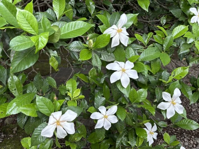 クチナシ花
