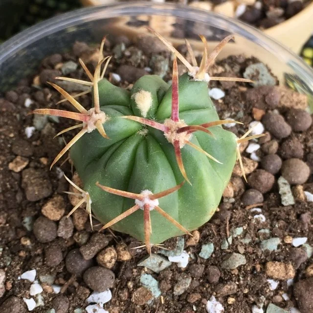 フェロカクタス