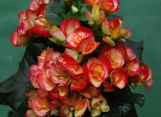 エラチオールベゴニア