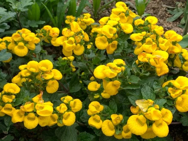 カルセオラリア