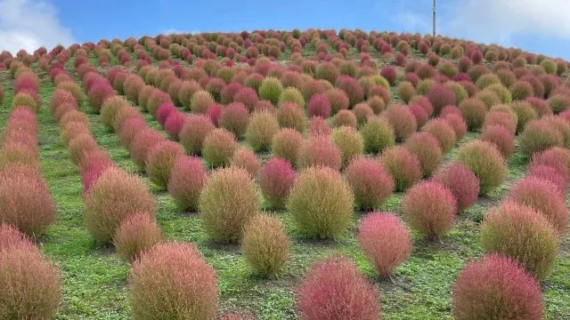 コキア