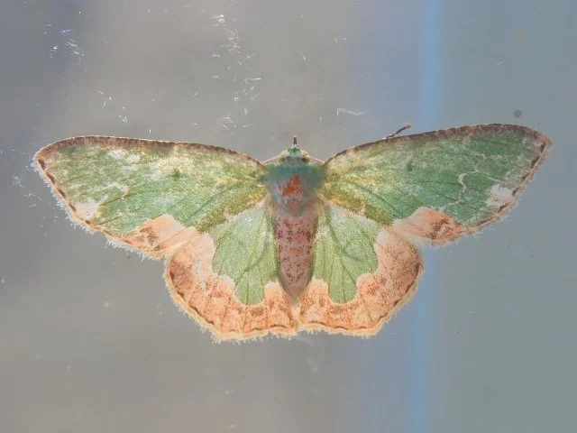 イラガ成虫