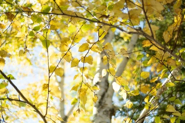 シラカバ(白樺)の育て方と特徴|白い幹が美しい高原のシンボルツリー — BOTANICA:園芸・造園・ガーデニング・植物の情報サイト