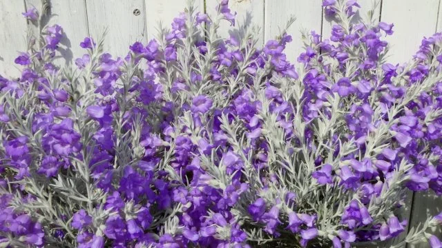 エレモフィラニベア