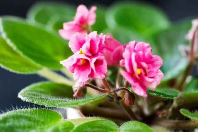 セントポーリア