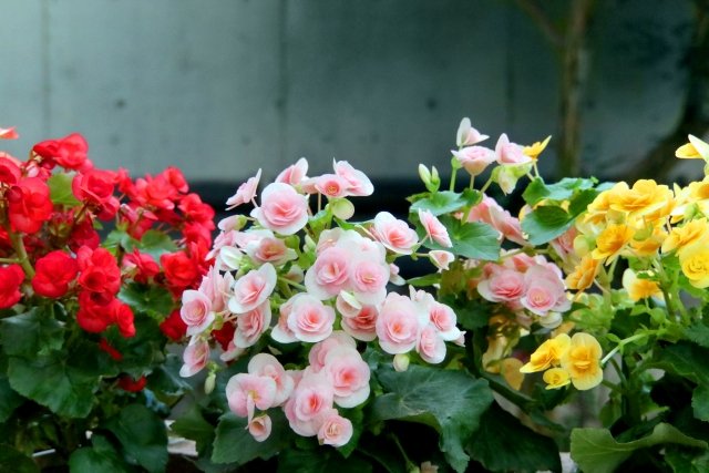 エラチオール・ベゴニアの育て方｜バラのような八重咲きの花を長く楽しむ管理方法 — BOTANICA：園芸・造園・ガーデニング・植物の情報サイト