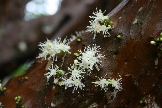 ジャボチカバ花