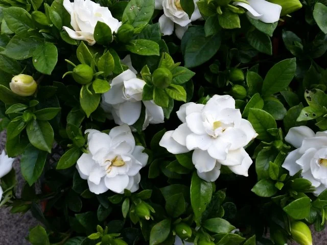 クチナシ花