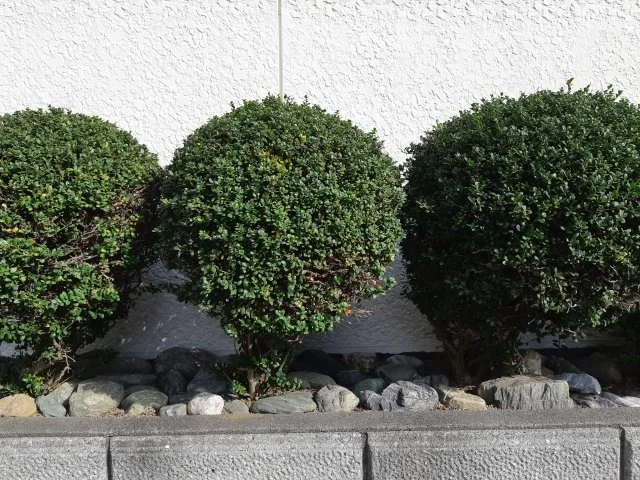 ツゲ