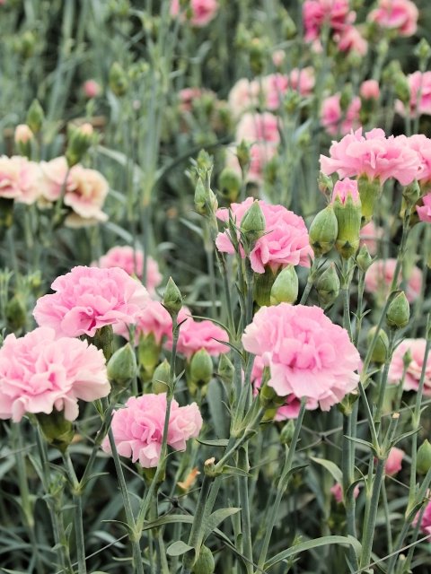 カーネーション