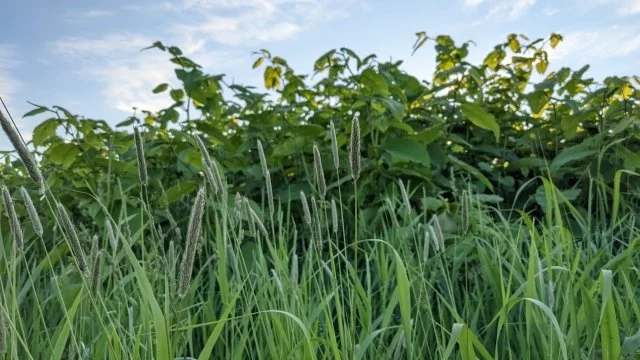 オオアワガエリ