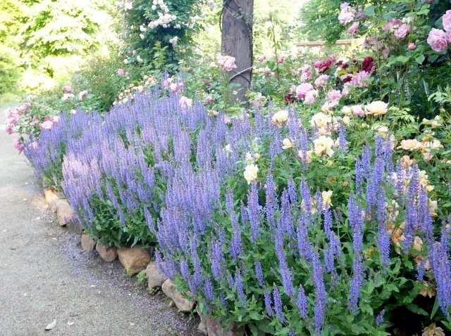 サルビアネモローサ