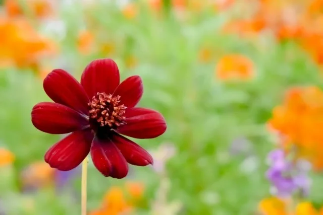 チョコレートコスモス