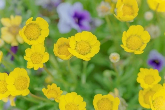 クリサンセマム・ムルチコーレ