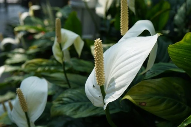 スパティフィラム花