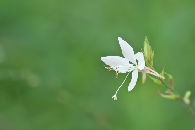 ハクチョウソウ