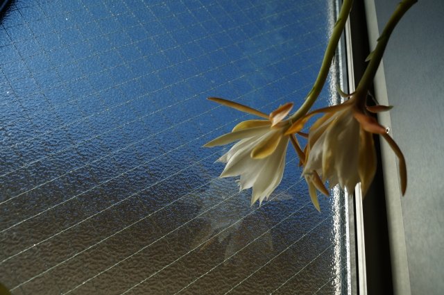 フィッシュボーンカクタス花