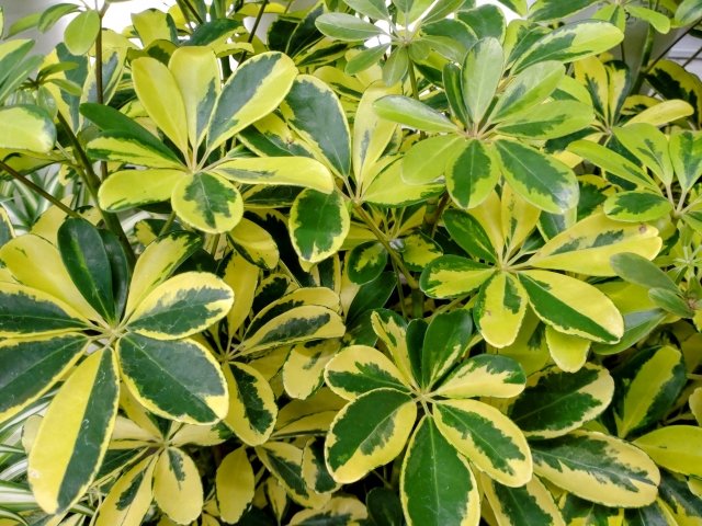 シェフレラ（カポック）