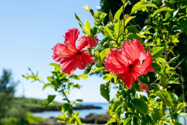ハイビスカス赤