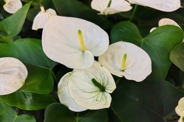 アンスリウム白