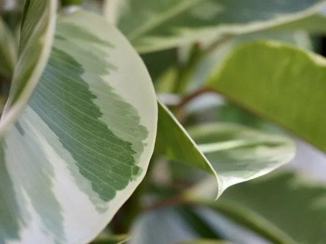 ゴムノキ斑入り