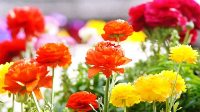 ラナンキュラス