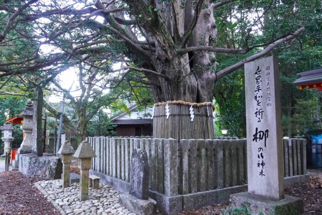 熊野速玉大社のナギ
