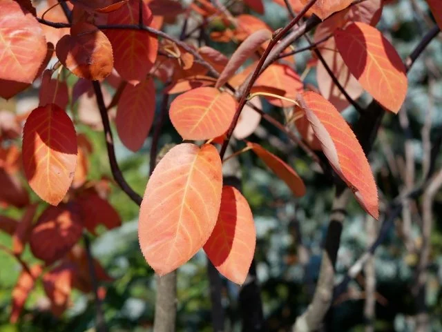 ジューンベリー紅葉