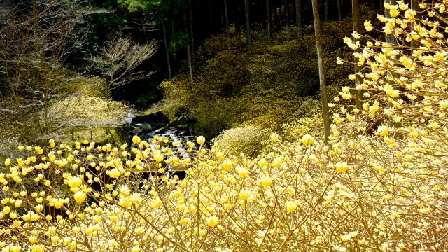 ミツマタ(三椏、三又)とは?和紙の原料になる理由・花が咲かない原因・庭に植える注意点を紹介 — BOTANICA:園芸・造園・ガーデニング ...