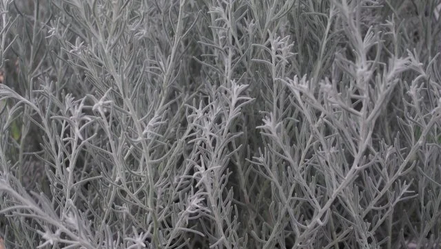 エレモフィラニベア