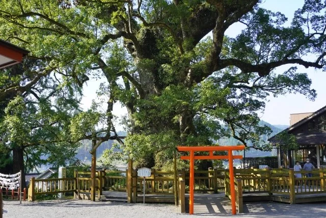 蒲生の大楠