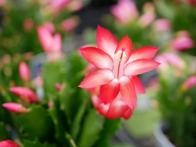 シャコバサボテン