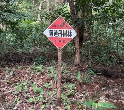 母樹林