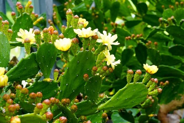 ウチワサボテン