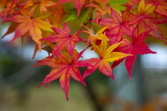 イロハモミジ紅葉