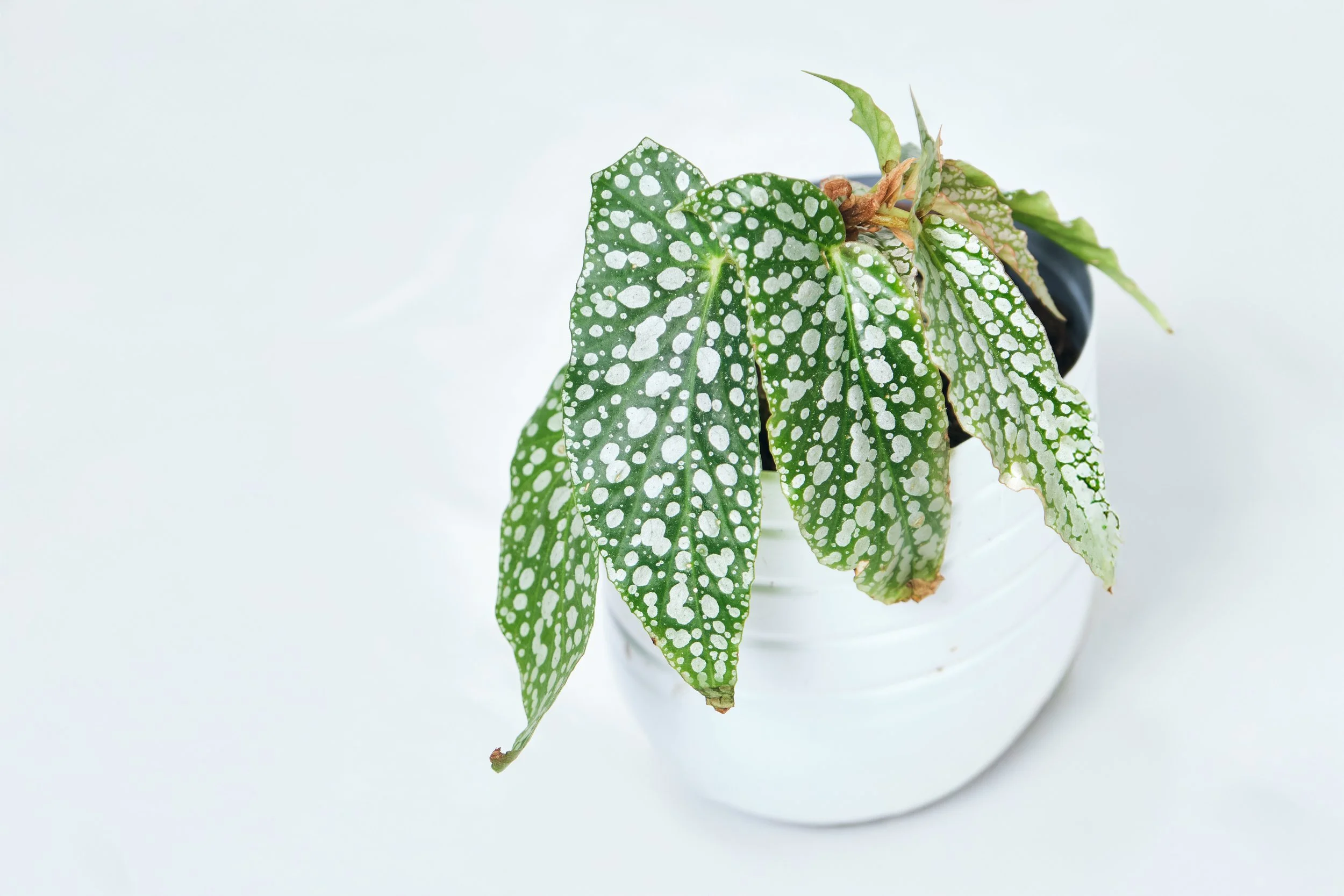 Planta con hojas verdes y manchas blancas en una maceta blanca sobre fondo claro.