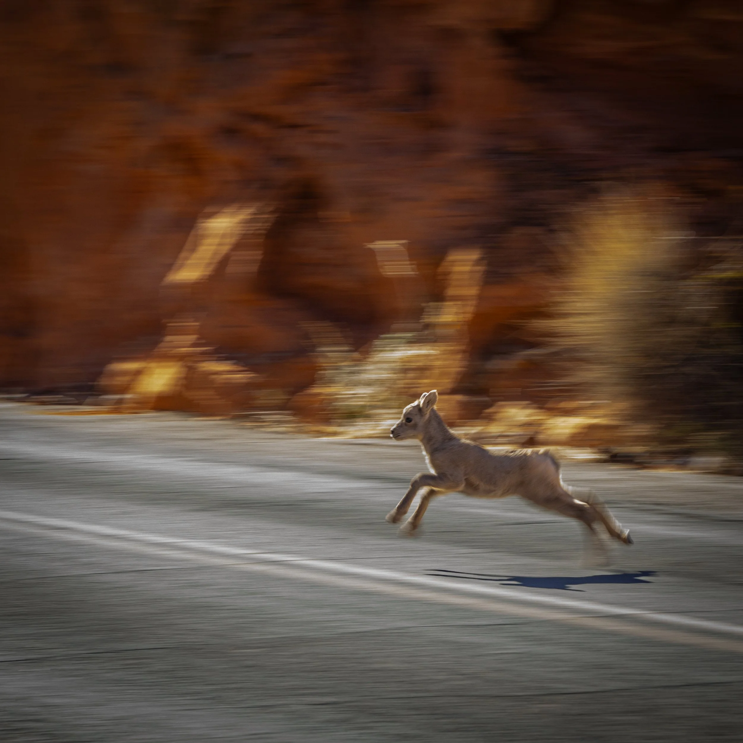 Baby Big Horn VFSP.jpg