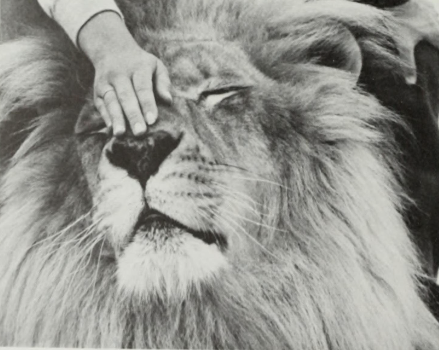 A child's hand with a bracelet touching the face of a lion in a black and white drawing or photograph.